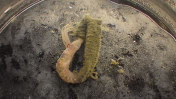 Media type: image;   Invertebrate Zoology 153118 Description: live specimen;